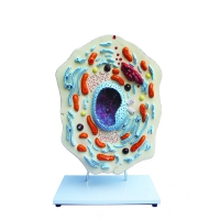 Модель "Клетка животного" - «globural.ru» - Мытищи