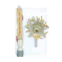 Модель "Нейрона" - «globural.ru» - Мытищи