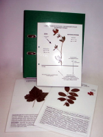 Гербарий к курсу основ общей биологии (20 листов) (лам.) формат А-4 - «globural.ru» - Мытищи