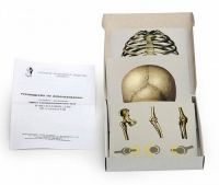 Модель-аппликация Типы соединения костей (набор из 7 карт) - «globural.ru» - Мытищи