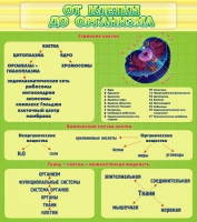 Стенд "От клетки до организма" - «globural.ru» - Мытищи