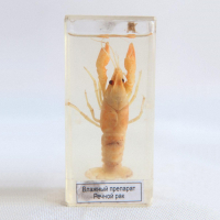 Влажный препарат "Рак речной" - «globural.ru» - Мытищи