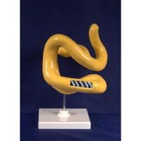 Модель Молекула белка - «globural.ru» - Мытищи