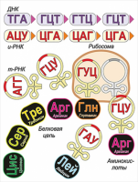 Модель-аппликация Биосинтез белка - «globural.ru» - Мытищи