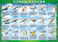Таблица Птицы России из  4 листов в комплекте 1000*1400 винил	 - «globural.ru» - Мытищи