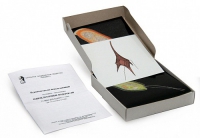 Модель-аппликация Одноклеточные водоросли (набор из 24 карт) - «globural.ru» - Мытищи