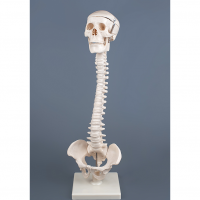 Модель "Позвоночник с черепом и тазом" - «globural.ru» - Мытищи