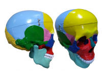 Модель "Череп" (с раскрашенными костями) - «globural.ru» - Мытищи