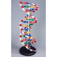 Модель "Структура ДНК" разборная - «globural.ru» - Мытищи