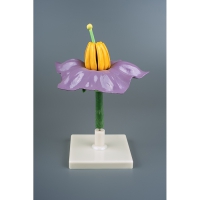 Модель "Цветок картофеля" - «globural.ru» - Мытищи