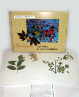 Гербарий Деревья и кустарники (20 видов) - «globural.ru» - Мытищи