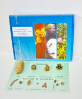 Коллекция "Шишки, плоды, семена деревьев и кустарников" демонстрационная - «globural.ru» - Мытищи