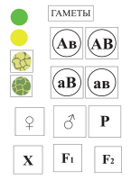 Модель-аппликация Дигибридное скрещивание  и  его цитологические основы - «globural.ru» - Мытищи