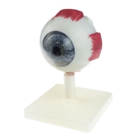 Модель "Глаз человека" (лабораторная) - «globural.ru» - Мытищи