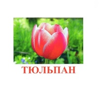 Карточки Домана "Цветы-1" - «globural.ru» - Мытищи