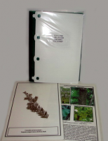 Гербарий "Эволюция высших растений" - «globural.ru» - Мытищи