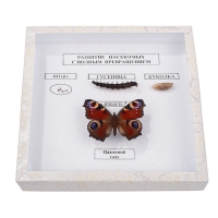  Коллекция энтомологическая "Развитие насекомых с полным превращением" - «globural.ru» - Мытищи