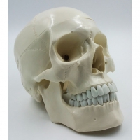 Модель "Череп" (белый) - «globural.ru» - Мытищи