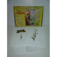 Гербарий "Лекарственные растения" (20 видов) формат А-3 - «globural.ru» - Мытищи