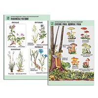 Комплект таблиц для начальной школы "Окружающий мир. Грибы. Растительный мир" - «globural.ru» - Мытищи