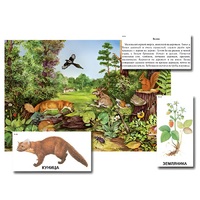 Магнитный плакат-аппликация "Лес: биоразнообразие и взаимосвязи в сообществе" - «globural.ru» - Мытищи