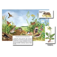 Магнитный плакат-аппликация "Луг: биоразнообразие и взаимосвязи в сообществе" - «globural.ru» - Мытищи