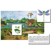 Магнитный плакат-аппликация "Водоем: биоразнообразие и взаимосвязи в сообществе" - «globural.ru» - Мытищи