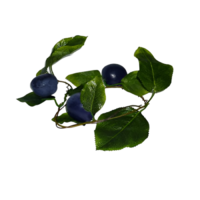 Ветка муляжей "Слива" - «globural.ru» - Мытищи