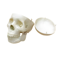 Модель "Череп человека" - «globural.ru» - Мытищи