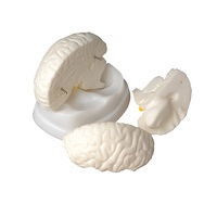 Модель мозга в разрезе - «globural.ru» - Мытищи