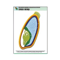 Рельефная таблица "Зерновка пшеницы" (формат А1, матовое ламинир.) - «globural.ru» - Мытищи