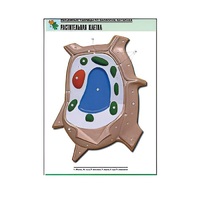 Рельефная таблица "Растительная клетка" (формат А1, матовое ламинир.) - «globural.ru» - Мытищи