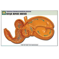 Рельефная таблица "Желудок жвачного животного" (формат А1, матовое ламинир.) - «globural.ru» - Мытищи