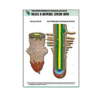 Рельефная таблица "Внешнее и внутреннее строение корня" (формат А1, матовое ламинир.) - «globural.ru» - Мытищи