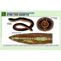 Рельефная таблица "Внутреннее строение дождевого червя" (формат А1, матовое ламинир.) - «globural.ru» - Мытищи