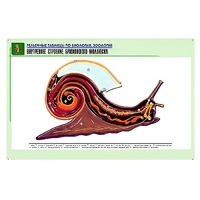 Рельефная таблица "Внутреннее строение брюхоногого моллюска" (формат А1, матовое ламинир.) - «globural.ru» - Мытищи