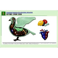 Рельефная таблица "Внутреннее строение голубя" (формат А1, матовое ламинир.) - «globural.ru» - Мытищи