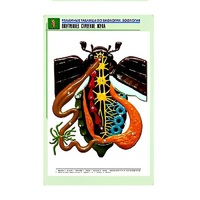 Рельефная таблица "Внутреннее строение жука" (формат А1, матовое ламинир.) - «globural.ru» - Мытищи