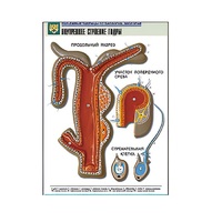 Рельефная таблица "Внутреннее строение гидры" (формат А1, матовое ламинир.) - «globural.ru» - Мытищи