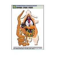 Рельефная таблица "Внутреннее строение кролика" (формат А1, матовое ламинир.) - «globural.ru» - Мытищи