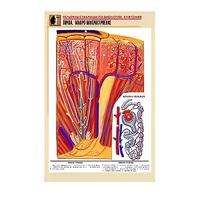 Рельефная таблица "Почка. Макро-микростроение" - «globural.ru» - Мытищи