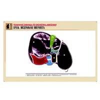 Рельефная таблица "Печень. Висцеральная поверхность" (формат А1, матовое ламинир.) - «globural.ru» - Мытищи