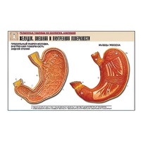 Рельефная таблица "Желудок. Внешняя и внутренняя поверхности" (формат А1, матовое ламинир.) - «globural.ru» - Мытищи