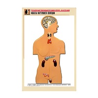 Рельефная таблица "Железы внутренней секреции" (формат А1, матовое ламинир.) - «globural.ru» - Мытищи