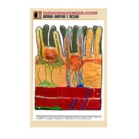 Рельефная таблица "Ворсинка кишечная с сосудом" (формат А1, матовое ламинир.) - «globural.ru» - Мытищи