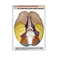 Рельефная таблица "Доли и извилины нижней поверхности полушарий головного мозга" - «globural.ru» - Мытищи