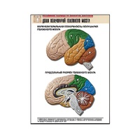 Рельефная таблица "Доли полушарий головного мозга" - «globural.ru» - Мытищи