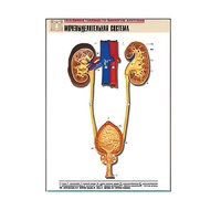 Рельефная таблица "Мочевыделительная система" (формат А1, матовое ламинир.) - «globural.ru» - Мытищи