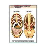 Рельефная таблица "Расположение органов грудной и брюшной полостей по отношению к скелету"(формат А1, лам.) - «globural.ru» - Мытищи