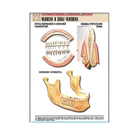 Рельефная таблица "Челюсти и зубы человека" (формат А1, матовое ламинир.) - «globural.ru» - Мытищи